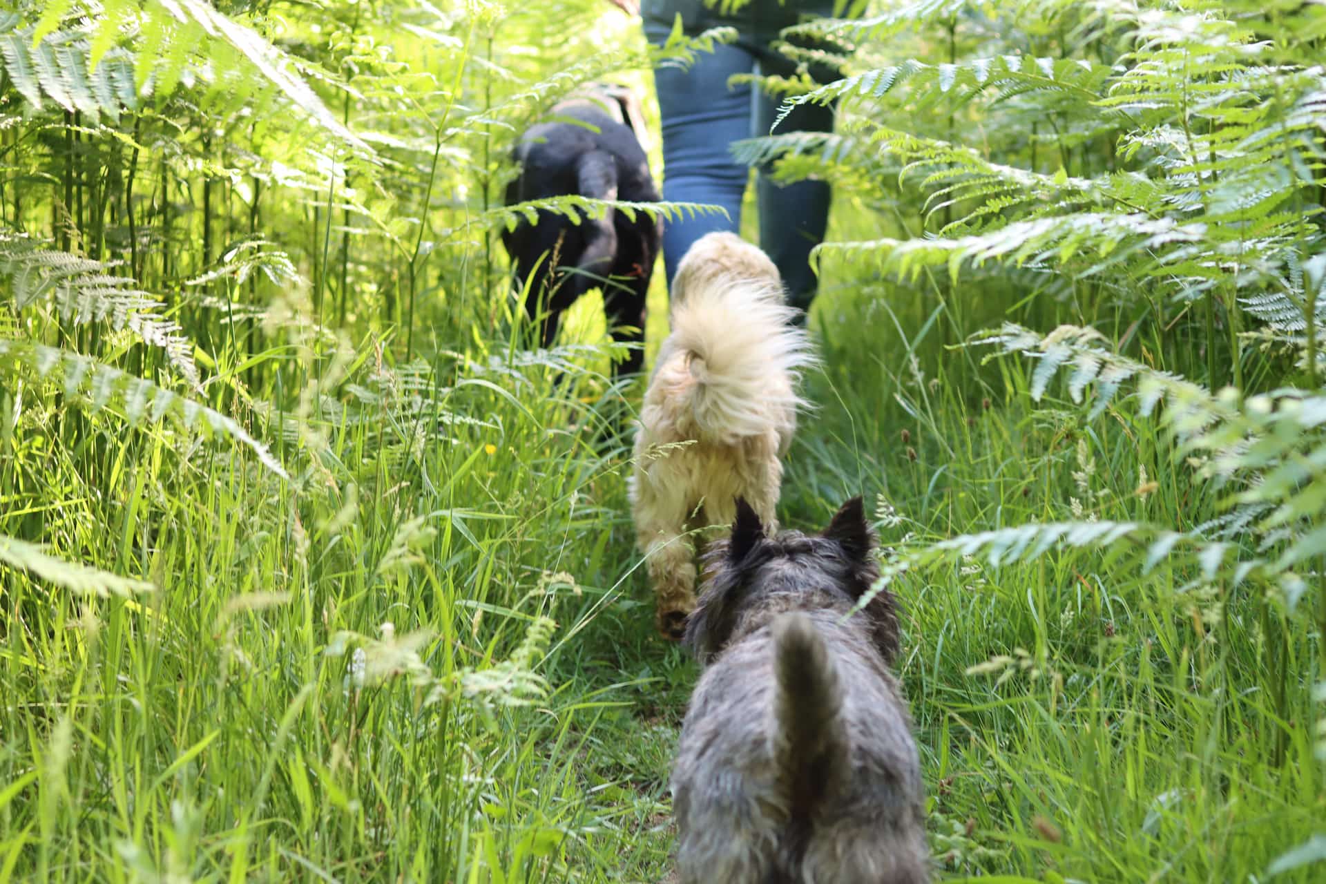 Rudelspaziergang