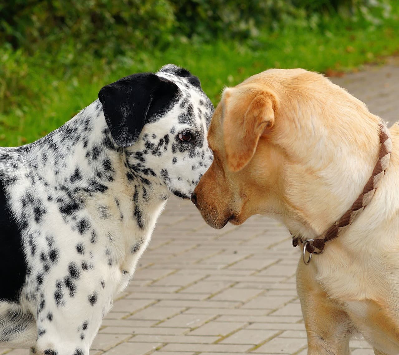 Hunde im Gespräch